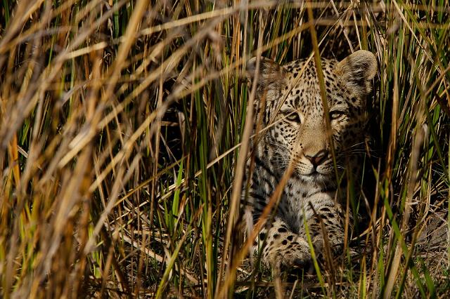 087 Okavango Delta, jong luipaard.jpg